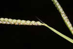 Hairyseed paspalum 